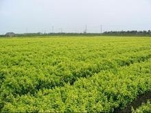山东青州金叶女贞供应基地  价格优惠 丽颖花卉