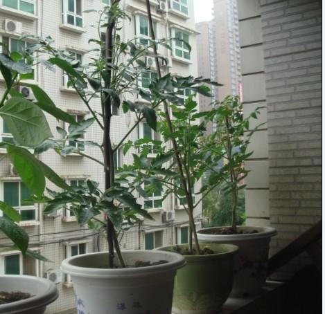 【寿光蔬菜】智能温室工程|日光温室蔬菜大棚冬暖式蔬菜大棚建设