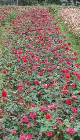 湖南月季小苗,大花,小花,钻石,丰花月季