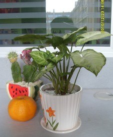 厦门盆景公司 厦门花木租摆 厦门绿植 厦门租摆