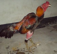 出售小尾寒羊 杜泊绵羊 三正牧业肉羊养殖基地