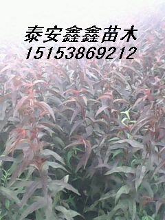 百度网站泰安鑫鑫苗木各种果树苗桃苗核桃桃苗