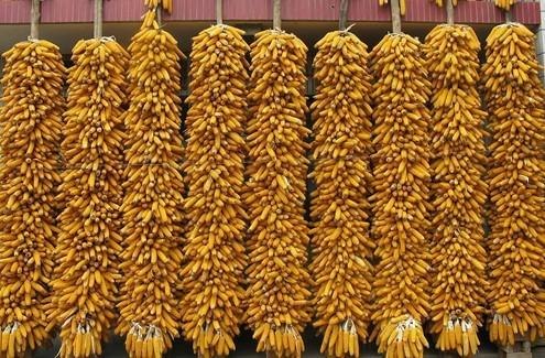大量供应优质玉米 优质玉米价格  供应批发优质玉米