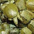 提供 甲鱼苗价格 甲鱼苗厂家 甲鱼苗成活率 山东丁马