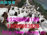 供应山东纯种波尔山羊养殖场波尔山羊集约化管理技术山东凤园牧业