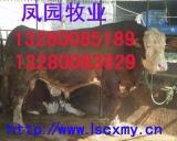 供应山东纯种鲁西黄牛秸秆育肥示范基地鲁西黄牛供求价格鲁西黄牛养殖技术