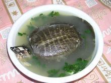 提供 清蒸甲鱼肉价格 清蒸甲鱼肉厂家 山东丁马