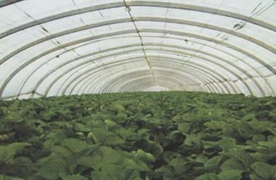 高质量的温室种苗供应行家 寿光辰骏温室