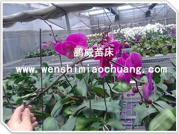供应—移动苗床规格 固定苗床报价 简易苗床公司