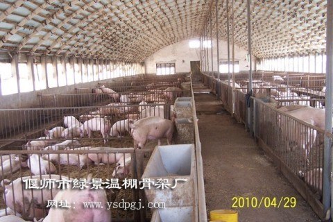 养猪大棚/河南养猪大棚/大棚骨架