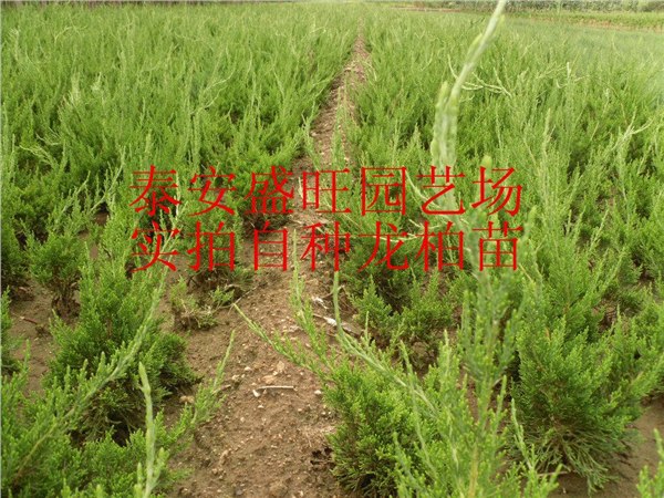 2公分木槿花图片 木槿花最新价格 木槿花培育 黄栌树最新价格