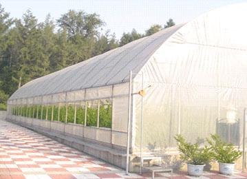 日光温室承建行家 新型基地行情 加盟-盛鑫