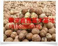 50公分以上的优质核桃苗泰安鑫鑫苗木