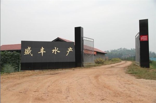 宜宾、乐山泥鳅苗的价格【盛丰水产】