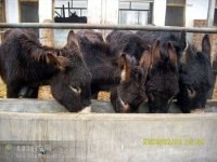 常年出售小尾寒羊杜泊绵羊等三正牧业养殖基地