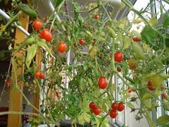 家庭园艺新品箱式无土栽培设备阳台上种植蔬菜花卉 番茄不是问题