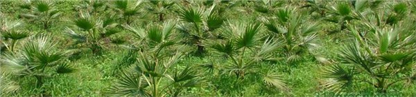 华棕在绿化苗市场还是有一定份额的 漳州华棕批发