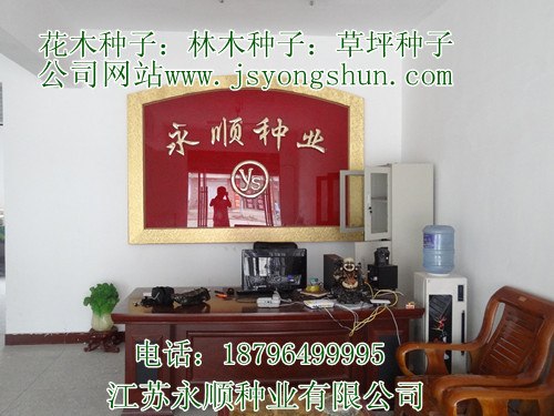 进口美国红枫种子,五角枫种子,鸡爪槭种子