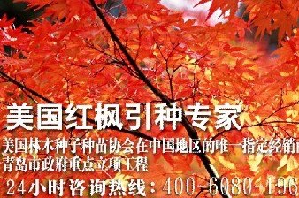 优质红枫树的栽培管理 红枫树的习性特点 风和日丽【图】