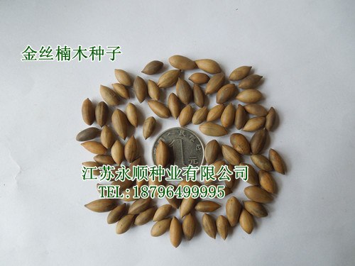 销售1000斤金丝楠木种子
