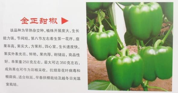【最新】优质辣椒苗行情 辣椒苗价格 辣椒苗供应商 寿光农科