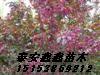 供应东红果海棠苗详细信息介绍泰安鑫鑫苗木基地