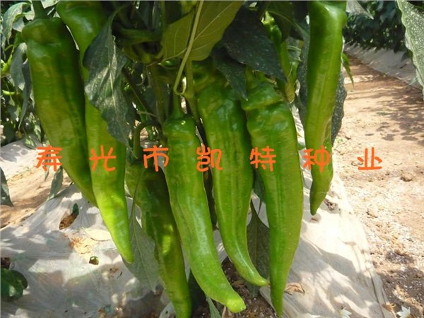 辣椒种子报价/辣椒种子种植方法/辣椒种供应商寿光凯特种业