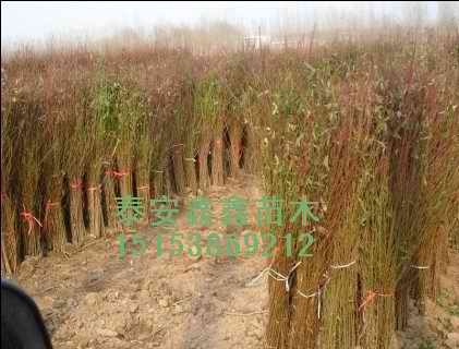 桃苗新的价格、现在的价格泰安鑫鑫苗木