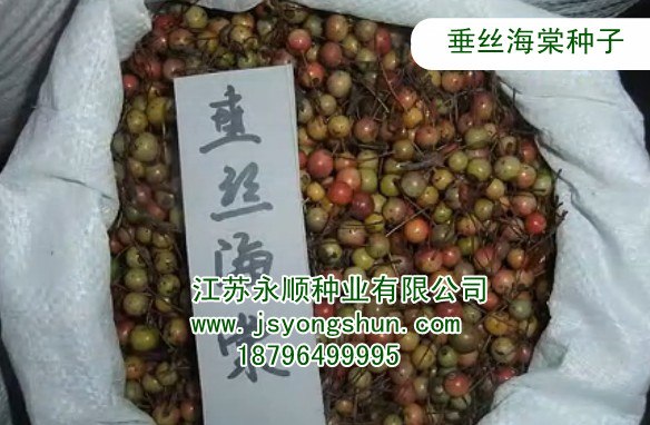 批发垂丝海棠种子