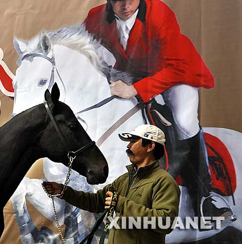 北京马匹进出口最新价格报价 马匹进出口供应商 燕龙国际