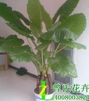 成都办公室植物租摆【成都植物租摆】成都植物批发基地|成都植物