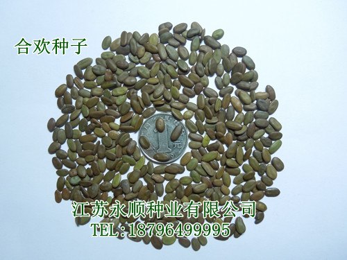 合欢种子,栾树种子,