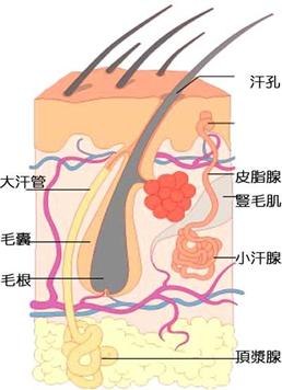 洛阳腋臭手术|洛阳治腋臭|洛阳腋臭医院|洛阳治疗腋臭医院|