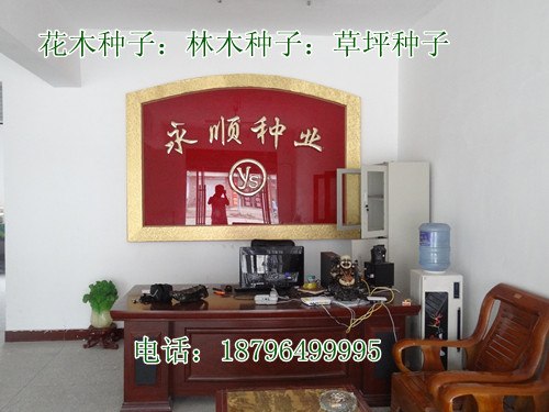销售600斤新种红豆杉种子
