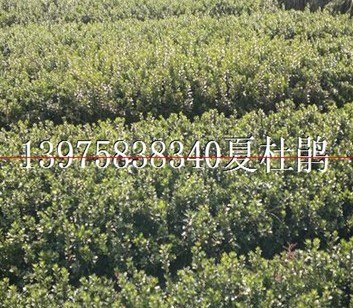 夏杜鹃8万出售，西洋杜鹃，夏杜鹃工程苗出售/湖南花木网