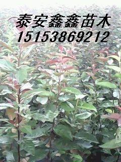 抢购热销北美海棠系列丰圣苗丰圣的叶泰安鑫鑫苗木繁育基地