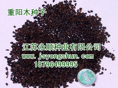 重阳木种子,腊梅种子,栾树种子,