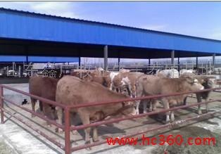 供应山西肉牛养殖场肉牛养殖视频肉牛养殖成本
