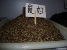 供应 鼠妇