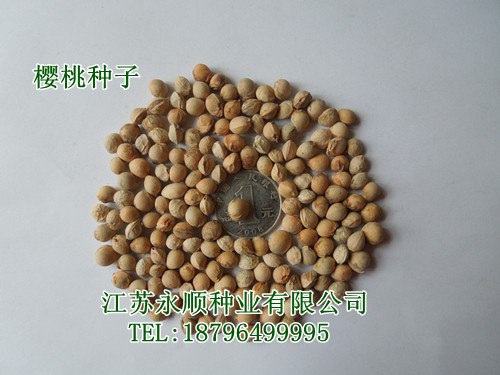 樱花种子