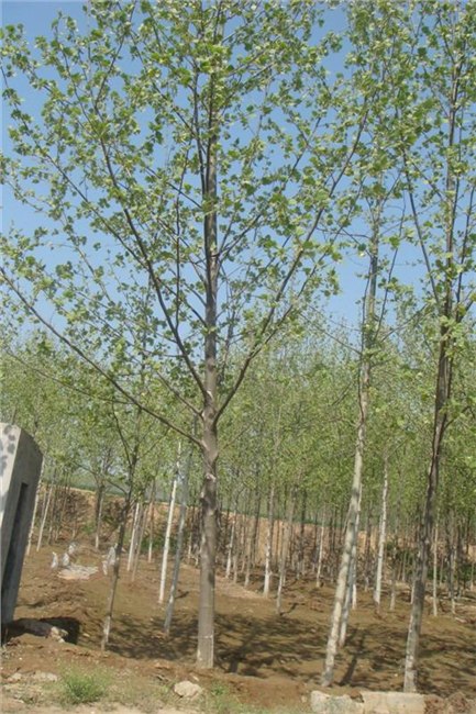 法桐河北法桐基地北京原生法桐大乔木