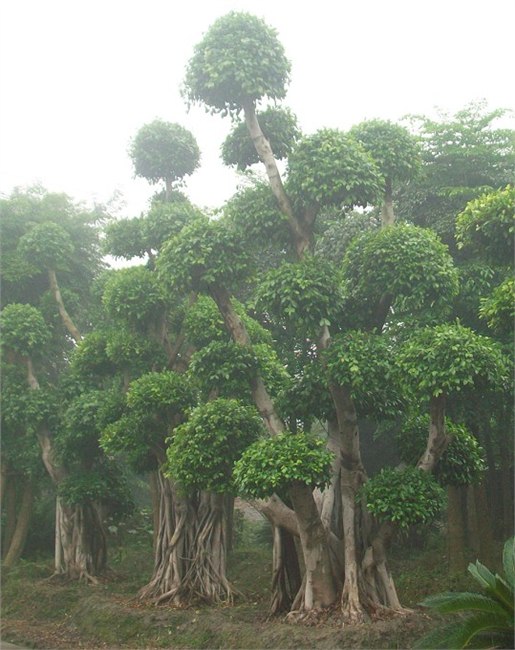 福州观赏性盆景销售 福州观赏性盆景种植