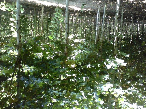 速生法桐基地大量供应绿化苗木速生法桐