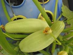 衡水无土栽培阳台种菜设备让您冬天照样食用新鲜蔬菜