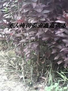 2013年预定中美人梅苗价格美人梅规格泰安鑫鑫苗木