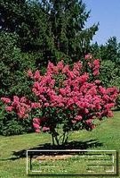 百日红大叶紫薇．红花紫薇．紫薇价格．紫薇图片