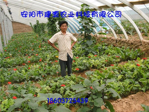安阳龙安科技安装花卉大棚价格