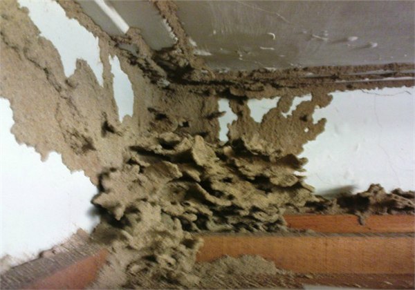 供应佛山市薪安居乐白蚁防治站