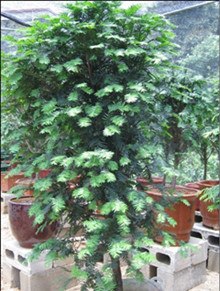 供应漳州园林小区绿化花卉道路绿化苗木