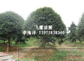 湖南大桂花.桂花小苗.八月桂桂花条/湖南花木网